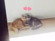 Shadow e Stevan 