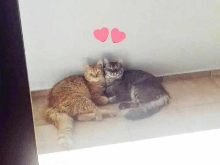 Gato raça Sem raça definida  idade 1 ano nome Shadow e Stevan 