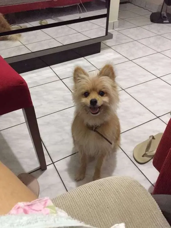Cachorro raça Spitz Alemão idade 3 anos nome Bob