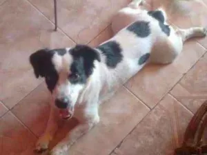 Cachorro raça Vira-lata idade 1 ano nome Colt GRATIFICA
