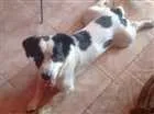 Cachorro raça Vira-lata idade 1 ano nome Colt GRATIFICA