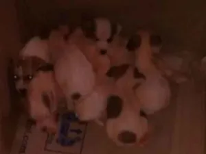 Cachorro raça vira lata idade Abaixo de 2 meses nome Filhotes