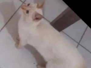 Gato raça Srd idade 1 ano nome Rick
