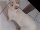 Gato raça Srd idade 1 ano nome Rick