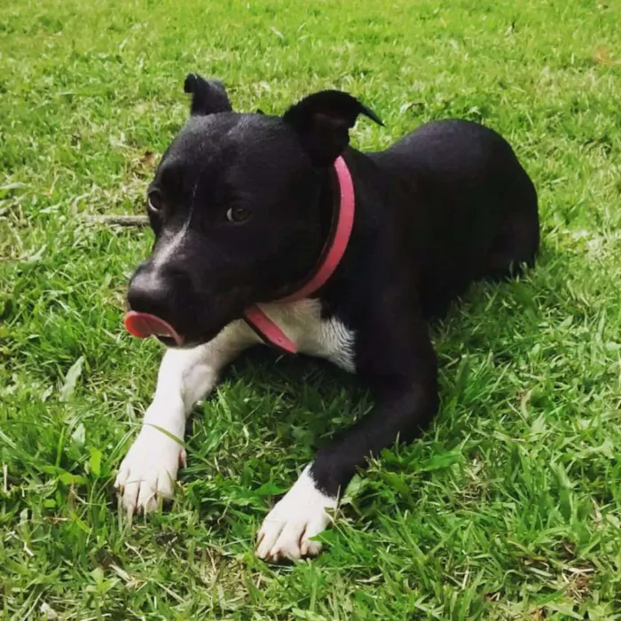 Cachorro raça American Staffordshire idade 3 anos nome Hanna