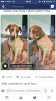 Jujuba