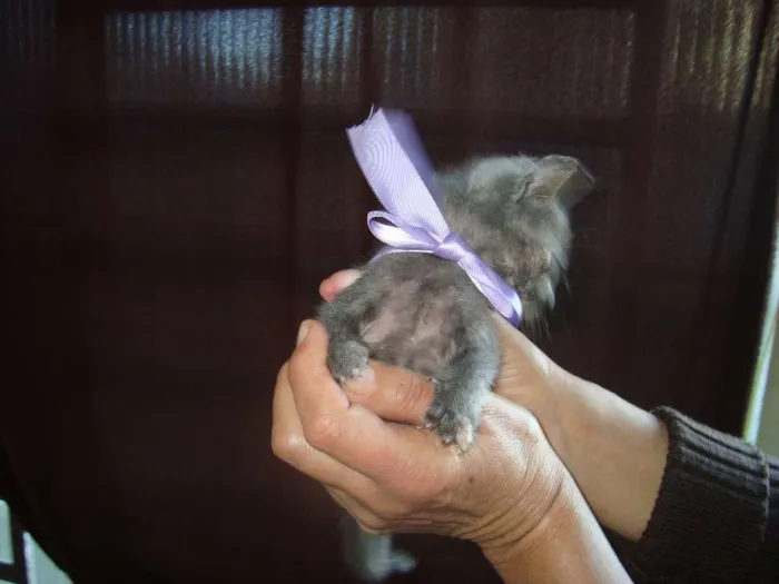 Gato ra a Vira-Lata idade 2 a 6 meses nome Sem Nome