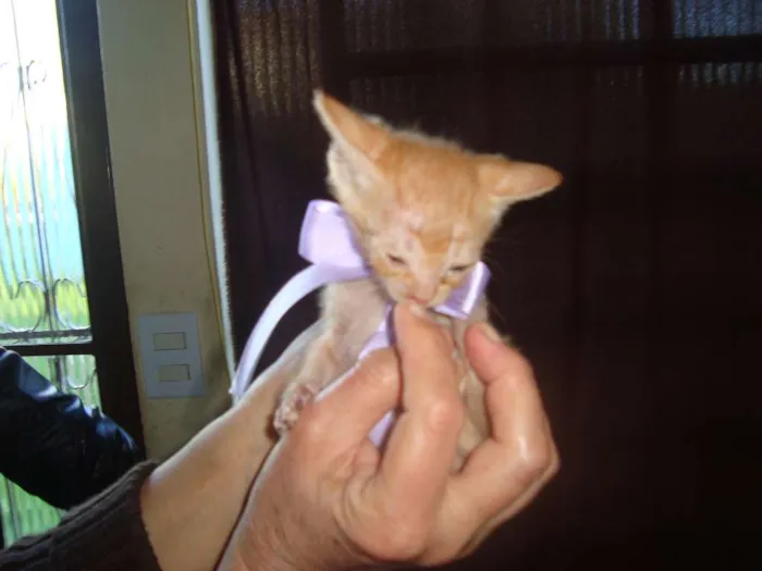 Gato ra a Vira-Lata idade 2 a 6 meses nome Sem Nome