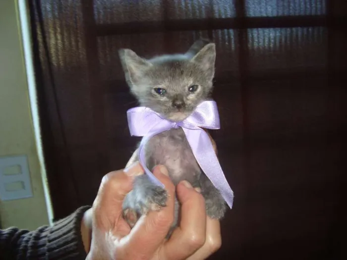 Gato ra a Vira-Lata idade 2 a 6 meses nome Sem Nome