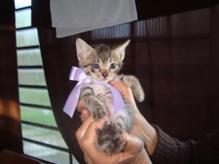 Gato ra a Vira-Lata idade 2 a 6 meses nome Sem Nome
