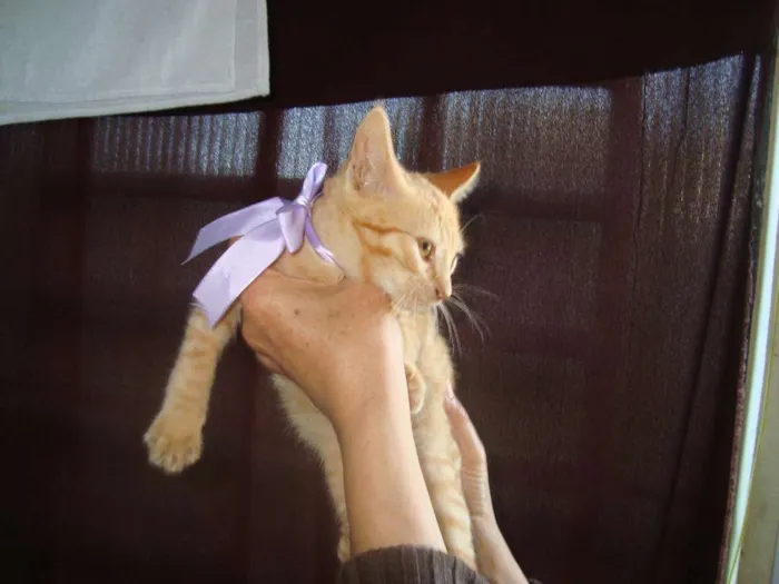 Gato ra a Vira-Lata idade 2 a 6 meses nome Sem Nome