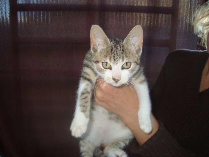 Gato ra a Vira-Lata idade 2 a 6 meses nome Sem Nome