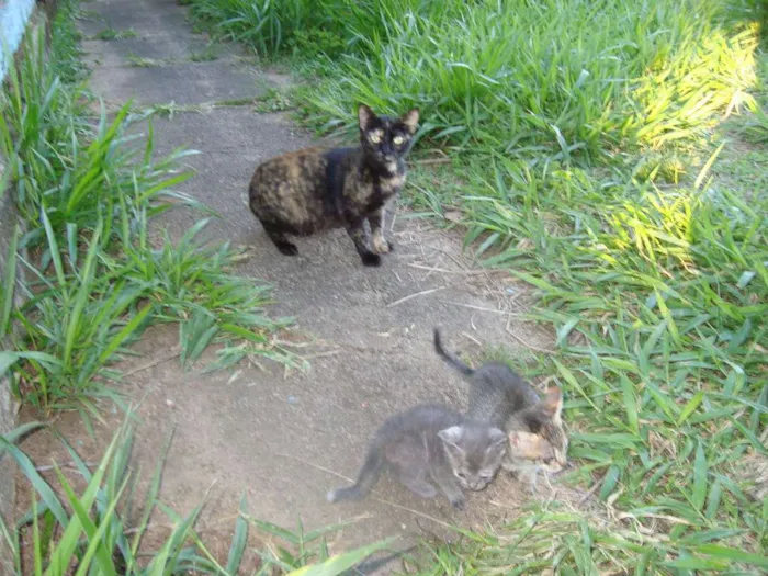 Gato ra a Vira-Lata idade 2 a 6 meses nome Sem Nome