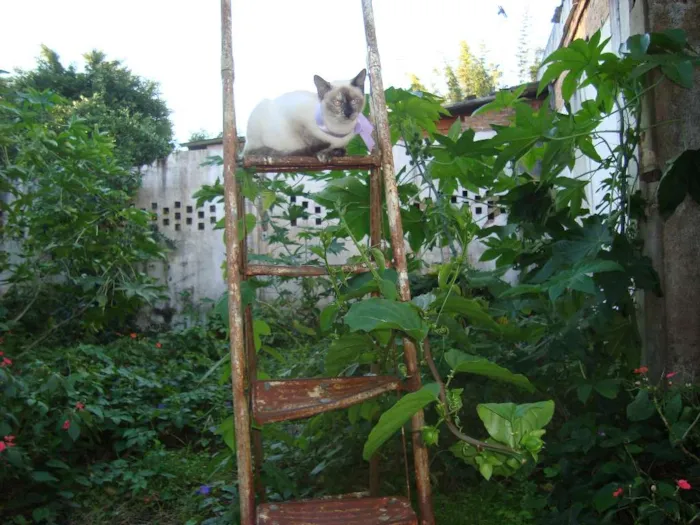 Gato ra a Vira-Lata idade 2 a 6 meses nome Sem Nome