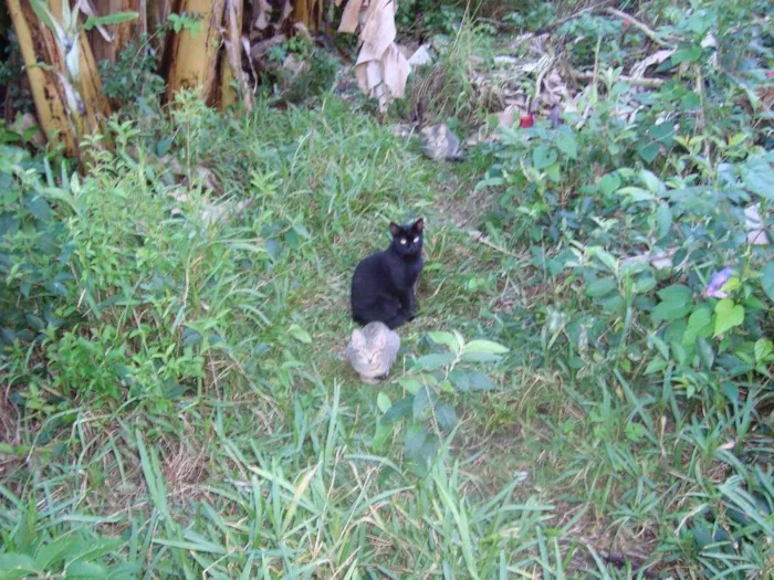 Gato ra a Vira-Lata idade 2 a 6 meses nome Sem Nome