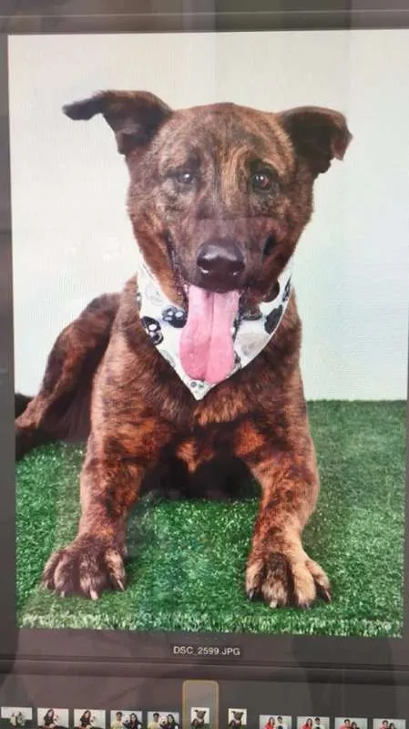 Cachorro ra a SRD idade 5 anos nome Thor