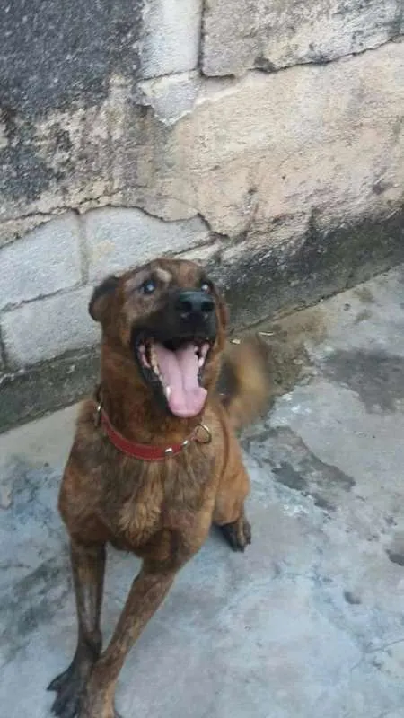 Cachorro ra a SRD idade 5 anos nome Thor