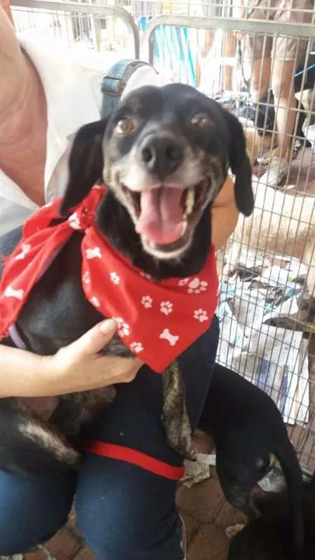 Cachorro ra a SRD idade 2 anos nome Slin