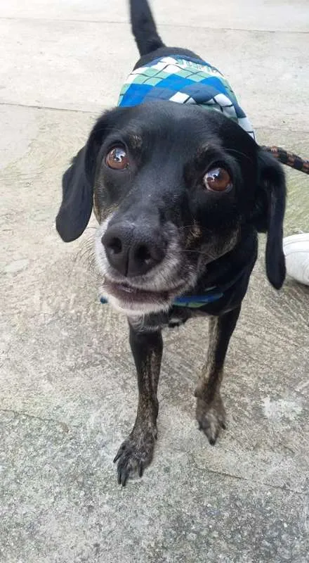 Cachorro ra a SRD idade 2 anos nome Slin
