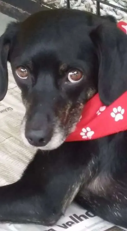 Cachorro ra a SRD idade 2 anos nome Slin