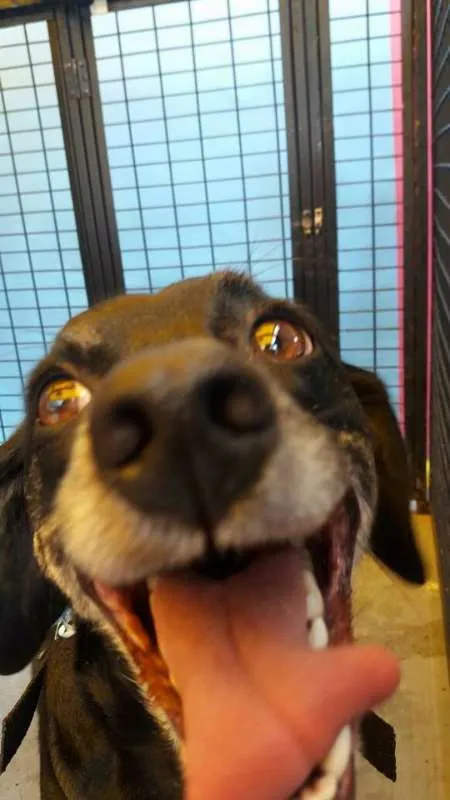 Cachorro ra a SRD idade 2 anos nome Slin