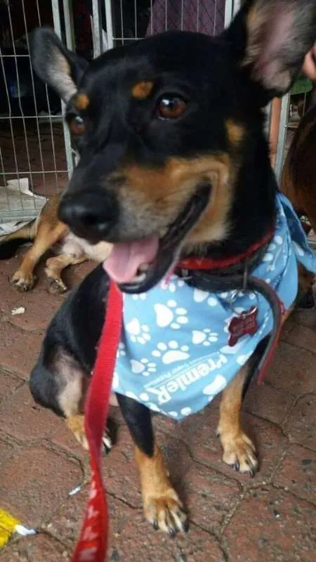Cachorro ra a SRD idade 2 anos nome Joe Joe