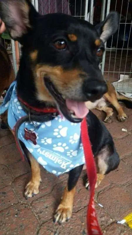 Cachorro ra a SRD idade 2 anos nome Joe Joe