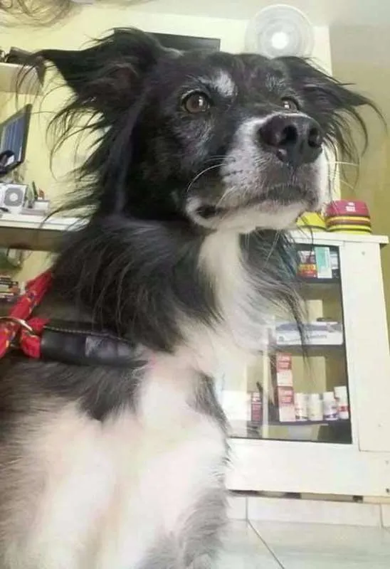 Cachorro ra a SRD idade 5 anos nome Piloto