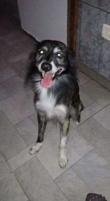 Cachorro ra a SRD idade 5 anos nome Piloto