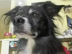 Cachorro raça SRD idade 5 anos nome Piloto