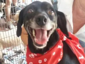 Cachorro raça SRD idade 2 anos nome Slin