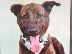 Cachorro raça SRD idade 5 anos nome Thor