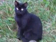 Gato raça Vira-Lata idade 2 a 6 meses nome Sem Nome