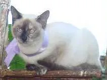 Gato ra a Vira-Lata idade 2 a 6 meses nome Sem Nome