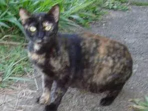 Gato ra a Vira-Lata idade 2 a 6 meses nome Sem Nome