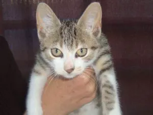 Gato raça Vira-Lata idade 2 a 6 meses nome Sem Nome