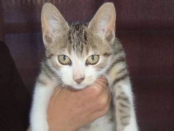 Gato ra a Vira-Lata idade 2 a 6 meses nome Sem Nome