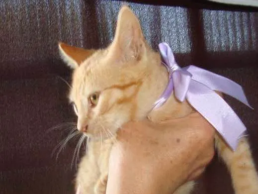 Gato ra a Vira-Lata idade 2 a 6 meses nome Sem Nome