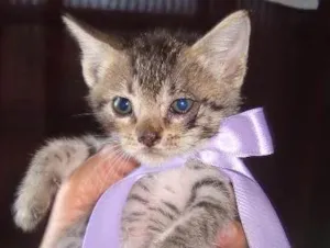 Gato raça Vira-Lata idade 2 a 6 meses nome Sem Nome