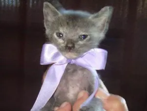 Gato raça Vira-Lata idade 2 a 6 meses nome Sem Nome