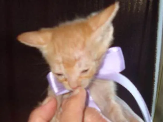 Gato ra a Vira-Lata idade 2 a 6 meses nome Sem Nome