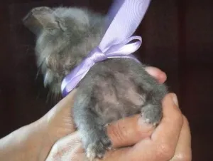 Gato raça Vira-Lata idade 2 a 6 meses nome Sem Nome
