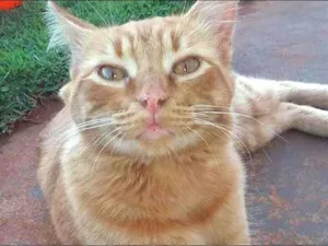 Gato raça SRD idade 2 anos nome Cantor