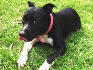 Cachorro raça American Staffordshire idade 3 anos nome Hanna