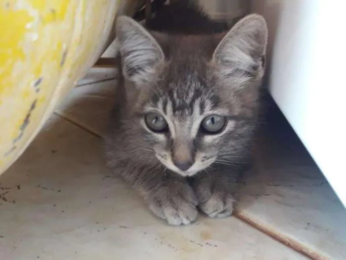 Gato ra a  idade 2 a 6 meses nome Babi