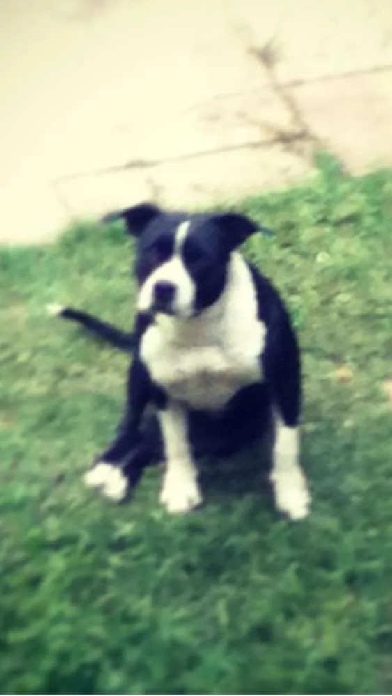 Cachorro ra a Pitbull idade 6 ou mais anos nome Rita