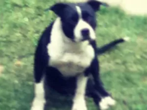 Cachorro raça Pitbull idade 6 ou mais anos nome Rita