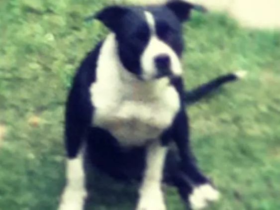 Cachorro ra a Pitbull idade 6 ou mais anos nome Rita