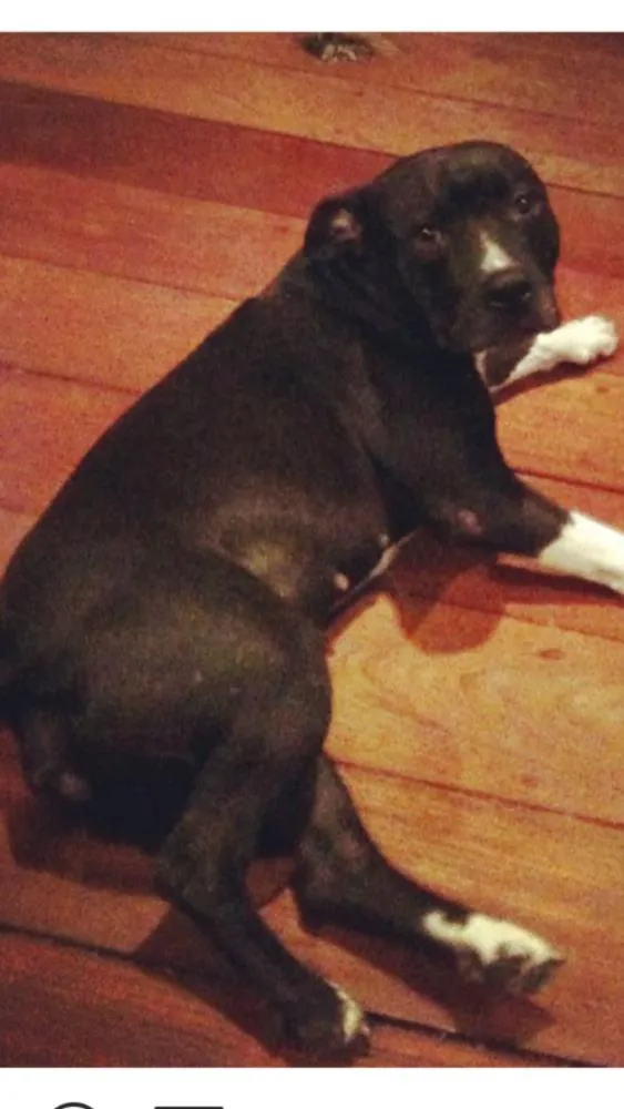 Cachorro ra a Pitbull idade 6 ou mais anos nome Loli