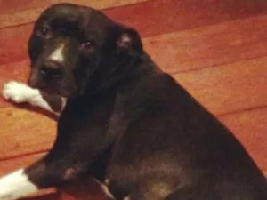 Cachorro raça Pitbull idade 6 ou mais anos nome Loli